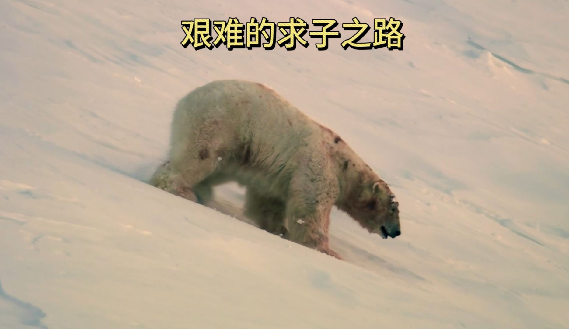 关于灰熊遭遇困境，连败希望渺茫难以挽回的信息