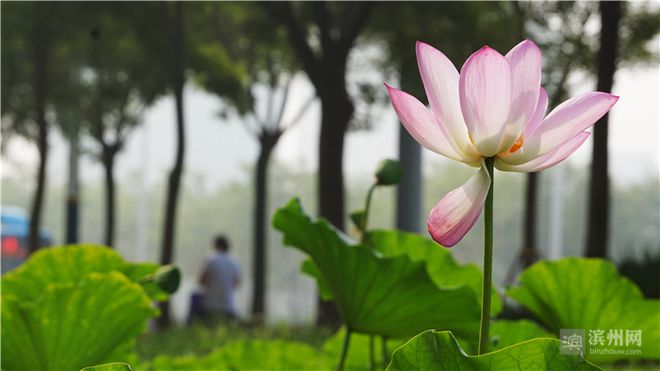 滨州金荷花：打出团队实力瞄准好成绩的简单介绍
